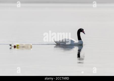 Cygne à col noir (Cygnus melancoryphus) nageant sur l'eau à côté de deux bouteilles en plastique. Chiloé. Région de Los Lagos. Chili. Banque D'Images