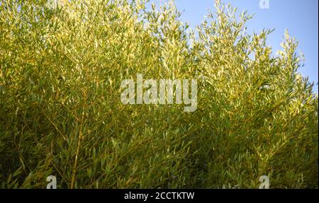 Forêt naturelle de bambous (Phyllostachys pubescens). Plante utilisée dans la construction de tentes de festa junina, dans la construction de crèches, cites, la Banque D'Images