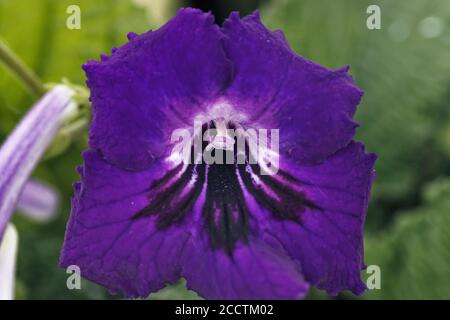 Streptocarpus formosus signifie belle, est une description parfaite de cette espèce avec ses trompettes de fleurs de mauve doux. Banque D'Images