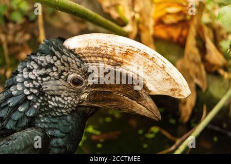 Portrait de charme à la truelle argentée, grandes espèces d'oiseaux trouvées en Afrique, volatile avec un énorme bec Banque D'Images