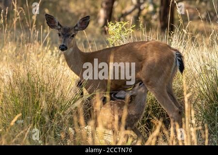 Le cerf de Virginie fauve s'allaite du doe, adorable bébé animal. Oregon, Ashland, Cascade Siskiyou Monument national, été Banque D'Images