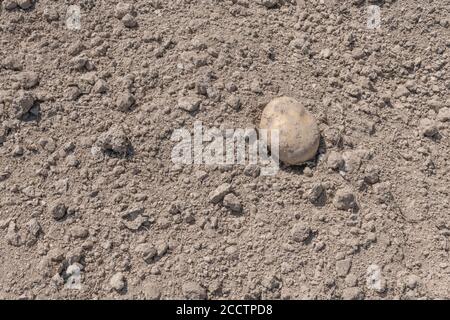 Une seule pomme de terre isolée posée sur un sol friable pendant la récolte de la pomme de terre. Résumé culture de la pomme de terre, métaphore production alimentaire au Royaume-Uni, agriculture au Royaume-Uni. Banque D'Images