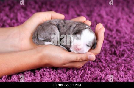 F1B Mini bernedoodle bleu trois couleurs en train de dormir tout en étant tenu entre les mains Banque D'Images