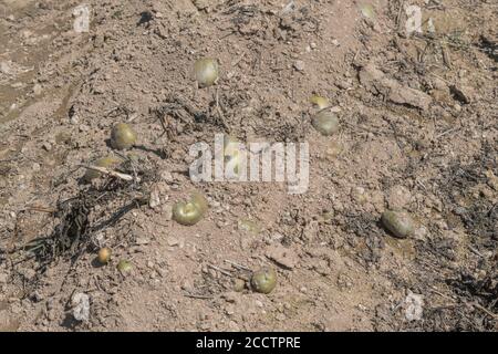 Pommes de terre exposées dans des crêtes/collines avec des pailles visibles et en attente d'une récolte complète. Pour la culture de la pomme de terre, métaphore production alimentaire au Royaume-Uni, agriculture au Royaume-Uni. Banque D'Images