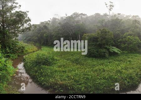 Panorama grand angle haute résolution - matin calme dans la jungle tropicale de la forêt tropicale avec petite rivière. Feuillage vert vif - la plupart de celui-ci endémique à Madag Banque D'Images