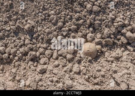 Une seule pomme de terre isolée posée sur un sol friable pendant la récolte de la pomme de terre. Résumé culture de la pomme de terre, métaphore production alimentaire au Royaume-Uni, agriculture au Royaume-Uni. Banque D'Images