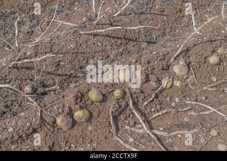 Pommes de terre exposées dans des crêtes/collines avec des pailles visibles et en attente d'une récolte complète. Pour la culture de la pomme de terre, métaphore production alimentaire au Royaume-Uni, agriculture au Royaume-Uni. Banque D'Images