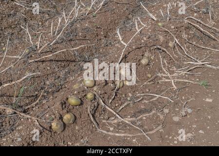 Pommes de terre exposées dans des crêtes/collines avec des pailles visibles et en attente d'une récolte complète. Pour la culture de la pomme de terre, métaphore production alimentaire au Royaume-Uni, agriculture au Royaume-Uni. Banque D'Images