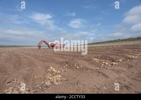 Moissonneuse de pommes de terre GRIMME découplée sur la ligne d'horizon du champ de pommes de terre de Cornouailles à flanc de colline avec ciel bleu d'été. Pour l'agriculture et l'alimentation au Royaume-Uni/la production de pommes de terre. Banque D'Images