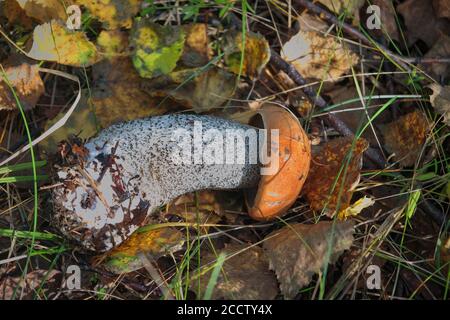 Beau petit champignon Leccinum connu sous le nom de boléte de bouleau orange, croissant dans une forêt. Banque D'Images