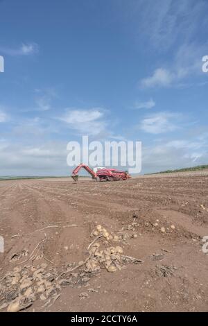 Moissonneuse de pommes de terre GRIMME découplée sur la ligne d'horizon du champ de pommes de terre de Cornouailles à flanc de colline avec ciel bleu d'été. Pour l'agriculture et l'alimentation au Royaume-Uni/la production de pommes de terre. Banque D'Images