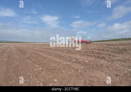 Moissonneuse de pommes de terre GRIMME découplée sur la ligne d'horizon du champ de pommes de terre de Cornouailles à flanc de colline avec ciel bleu d'été. Pour l'agriculture et l'alimentation au Royaume-Uni/la production de pommes de terre. Banque D'Images