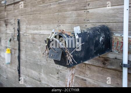 Ancienne boîte aux lettres de pays abandonnée avec nid d'oiseau à l'intérieur. Photo de haute qualité Banque D'Images