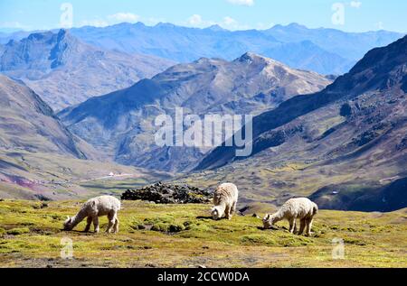 Alpacas près de la chaîne de montagnes de Vilcanota dans la région de Cusco, au Pérou Banque D'Images
