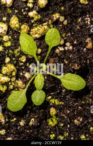 Jeune plante de Thale Cresson (Arabidopsis thaliana) Banque D'Images