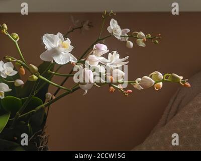 Branche d'orchidée Phalaenopsis avec de multiples fleurs et bourgeons blancs Banque D'Images