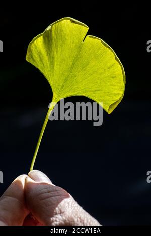 Une feuille d'un arbre de Maidenhair (Ginkgo biloba) Banque D'Images