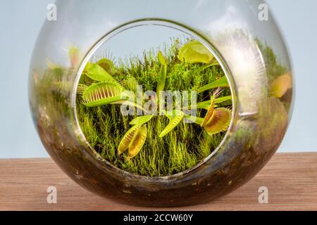 Gros plan du piège à mouches venus, Dionaea muscipula poussant en terrarium de verre Banque D'Images