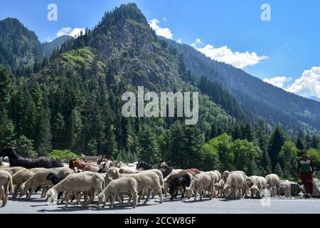 Srinagar, Inde. 24 août 2020. Un berger marche avec son bétail pendant une chaude journée d'été à la périphérie de Srinagar. Crédit : SOPA Images Limited/Alamy Live News Banque D'Images