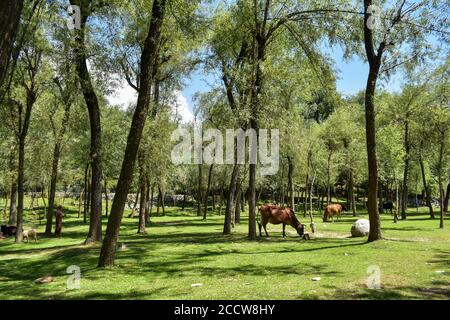 Srinagar, Inde. 24 août 2020. Une femme s'occupe de son bétail pendant une journée chaude et ensoleillée à la périphérie de Srinagar. Crédit : SOPA Images Limited/Alamy Live News Banque D'Images