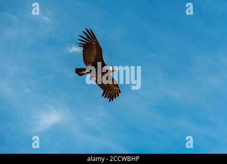 Condor andin (Vultur gryphus) en vol, Canyon de Colca, Arequipa, Pérou. Banque D'Images