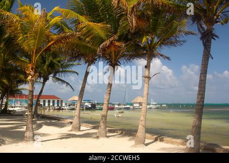 Cocotiers à la plage de San Pedro, San Pedro, Ambergris Caye, Belize Banque D'Images