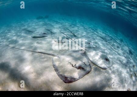 Rayons de baleine roses, Himantura fai, sur la zone sablonneuse, île Heron, Grande barrière de corail, Australie Banque D'Images