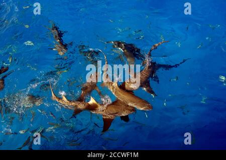 Requins citronniers, Negapron brevirostris, en nourrissant la frénésie, Tiger Beach, Bahamas Banque D'Images