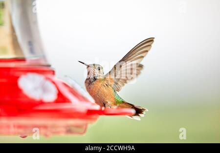 Gros plan d'un oiseau-colibri qui débarque sur un mangeoire avec peu profond profondeur de champ Banque D'Images