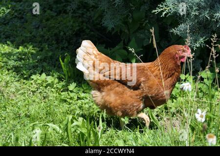 La poule se trouve dans une enceinte extérieure Banque D'Images