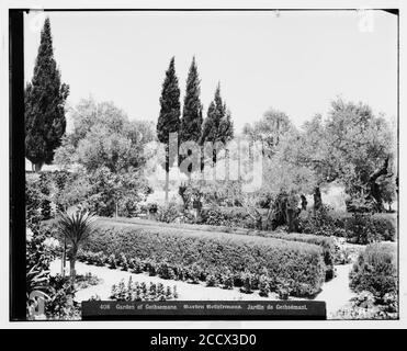 Jérusalem (El-Kouds). Jardin de Gethsémani, de l'intérieur Banque D'Images