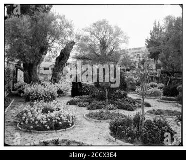 Jérusalem (El-Kouds). Jardin de Gethsémani, de l'intérieur Banque D'Images