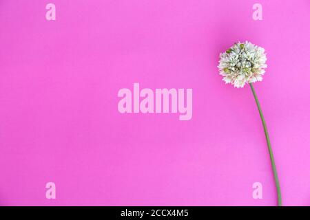 Fleur d'oignon blanc rond sur fond rose. Maquette minimaliste en fleurs. Banque D'Images