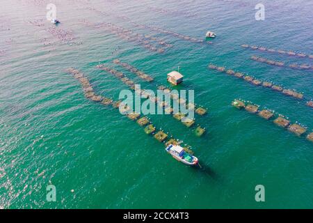 Beaucoup de fermes marines dans une eau de mer bleue. Concept d'agriculture de mer Banque D'Images