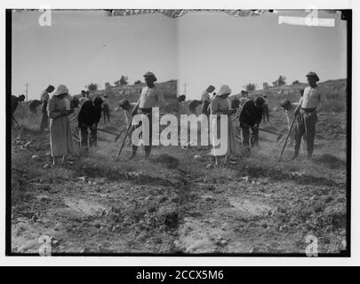 Les colonies juives et les colonies. Commençant une colonie juive ; un camp. Cultiver le sol Banque D'Images