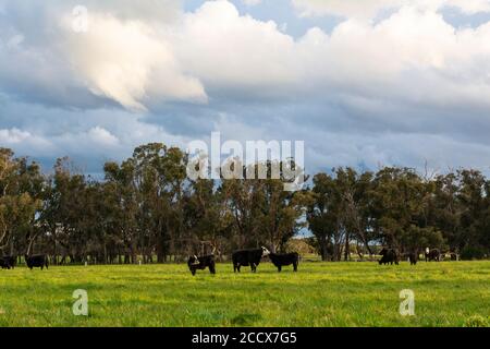 Famille de vaches dans la campagne par jour de pluie avec soleil Banque D'Images