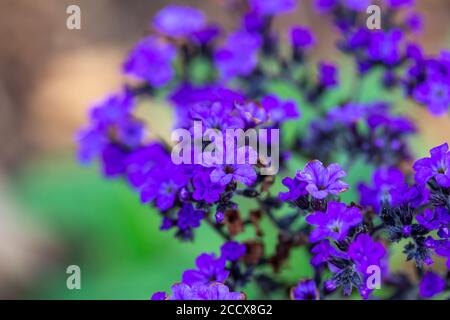 Gros plan sur les petites fleurs d'héliotrope violettes (heliotropium arb9rescens) Banque D'Images