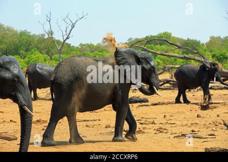 Image colorée et vibrante des éléphants d'Afrique qui soufflent de poussière sur leur corps pour rester au frais dans le parc national de Hwange, Zimbabwe, Afrique australe Banque D'Images