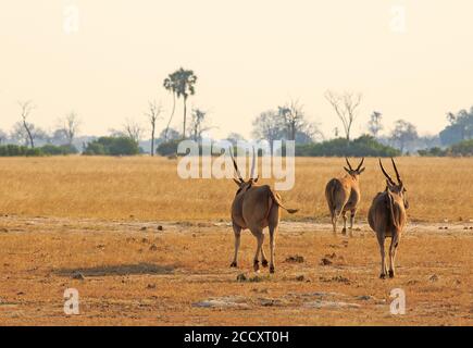 Trois Eland timides marchant loin de la caméra vers les vastes plaines africaines vides, parc national de Hwange, Zimbabwe Banque D'Images