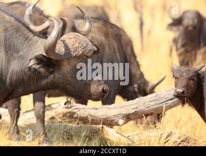 Grand Bull Cape Buffalo regardant un jeune veau de buffle en se tenant sur la savane jaune parchée dans le parc national de Hwange, Zimbabwe Banque D'Images