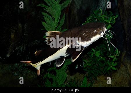 Phractocephalus hemioliopterus Red-Tail, poisson-chat, adulte Banque D'Images