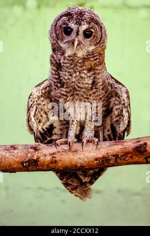 Tawny Owl ou Brown Owl (Strix aluco) photographié en Israël Banque D'Images