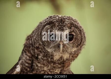 Tawny Owl ou Brown Owl (Strix aluco) photographié en Israël Banque D'Images