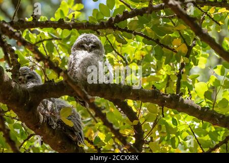 Tawny Owl ou Brown Owl (Strix aluco) photographié en Israël Banque D'Images