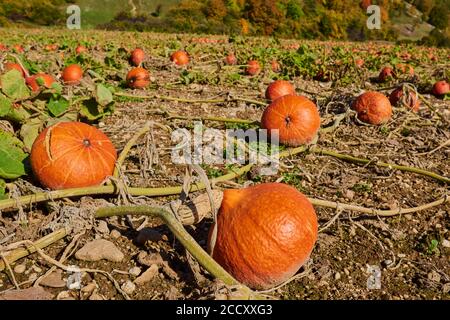 Des cendres de kuri rouges mûres se trouvant dans un champ, Haut-Palatinat, Bavière, Allemagne Banque D'Images