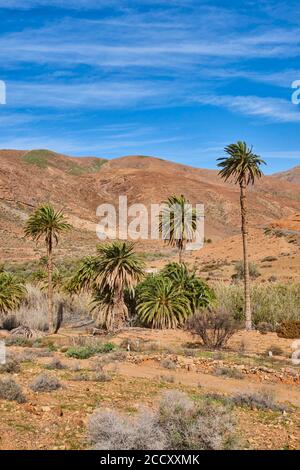 Palmier date canariensis (Phoenix canariensis) dans un paysage de montagne stérile, Barranco de las Penitas, Parque Rural de Betancuria, Fuerteventura, canari Banque D'Images