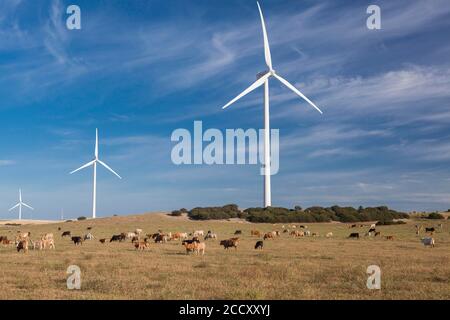 Troupeau de bovins devant les éoliennes, province de Cadix, Espagne Banque D'Images