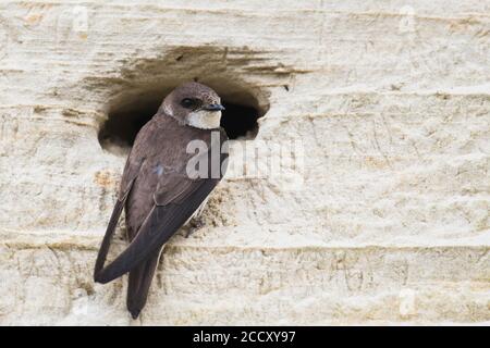 Sable Martins (Riparia riparia), Emsland, Basse-Saxe, Allemagne Banque D'Images