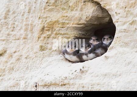 Sable Martins (Riparia riparia), jeunes oiseaux, Emsland, Basse-Saxe, Allemagne Banque D'Images