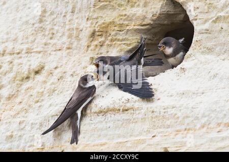 Sable Martins (Riparia riparia), alimentation des jeunes oiseaux, Emsland, Basse-Saxe, Allemagne Banque D'Images